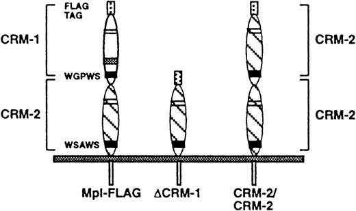Fig. 1. Schematic diagram of Mpl-FLAG, ▵CRM-1, and CRM-2/CRM-2 mutants. Mpl-FLAG represents FLAG-tagged wild-type Mpl, ▵CRM-1, a mutant in which the membrane-distal CRM-1 has been deleted, and CRM-2/CRM-2, a mutant in which the membrane-proximal CRM-2 of Mpl has been substituted for CRM-1.