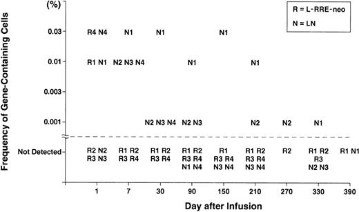 Fig. 1. Gene frequency in PBMC after infusion of transduced CD34+ cells. Isolation of genomic DNA from patient leukocytes and PCR amplification and analysis were performed as described previously.11 To develop quantitative standards, mixtures of genomic DNA extracted from CEM cells containing one proviral copy of either the LN or the L-RRE-neo vectors were diluted in genomic DNA extracted from nontransduced cells. These standards plus multiple samples of DNA from nontransduced PBMC were analyzed with each assay of patient samples. A single pair of PCR primers was made to simultaneously detect the presence of sequences from the LN and L-RRE-neo vectors. The 5′ primer was complimentary to the MoMuLV Psi region (5′-CGAGACCTCATCACCCAGGTTAAG-3′ sense) and the 3′ primer was complimentary to the neo gene (5′-CATCAGAGCAGCCGATTGTCTG-3′ antisense). This pair of primers produces a product of 391 bp from the LN vector (N) and 451 bp from the L-RRE-neo vector (R); the increase in the L-RRE-neo product being caused by the presence of the RRE sequences immediately 5′ of the neo gene, within the span of the primer pair. An oligonucleotide (5′-TCGATCCTCCCTTTATCCAGCC-3′) complimentary to a sequence present in the resultant PCR products from each vector was labeled with -32P-dATP and used as probe.