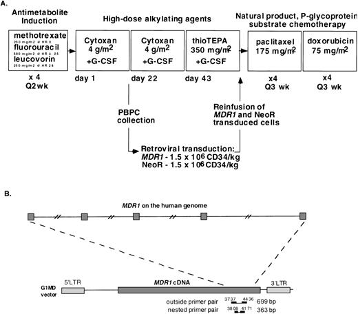 Fig. 1. (A) MB361 chemotherapy schema. Bone marrow aspirate for stroma culture was obtained before the first cycle of chemotherapy. Vinblastine was substituted for doxorubicin after patients exceeded a lifetime cumulative doxorubicin dose of 550 mg/m2. (B) A diagram of the PCR assay showing the position of the primers used to detect the MDR1 transgene and the relative positions of their annealing sequences on the human genome. The numbering system shows that of the G1MD vector. The MDR1 cDNA starts at nt 1479 and ends at nt 5339. The MDR1 ATG start codon is at position 1491.