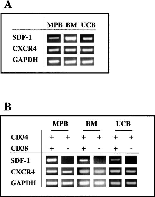 Fig. 2. RT-PCR analysis of the expression of SDF-1 and CXCR4 by CD34+ cells. (A) Expression of CXCR4 and SDF-1 in freshly isolated CD34+ cells from UCB, BM, and G-CSF MPB. The RT-PCR was performed as indicated in Materials and Methods. GAPDH is shown as a control. (B) RT-PCR analysis of CXCR4 and SDF-1 expression in sorted CD34+/CD38− and CD34+/CD38+ cells from UCB, BM, and MPB.