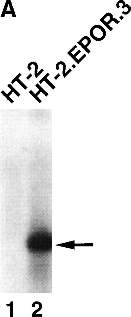 Fig. 1. (A) HT-2.EPOR cells express EPOR mRNA. Ten micrograms of cytoplasmic RNA from HT-2.EPOR.3 and HT-2 cells was separated by denaturing agarose gel electrophoresis, transferred to Zeta Probe membranes and probed with a 32P-labeled 1.2-kb DNA fragment corresponding to the EPOR extracellular domain. (B and C) The EPOR protects HT-2 cells from cell death and apoptosis. HT-2 and HT-2.EPOR.3 cells were incubated for 40 hours with no cytokine (None), 20 U/mL or indicated doses of EPO (Epo), or 10 nmol/L IL-2 (IL-2). Cells were costained with PI and Annexin-GFP and analyzed by flow cytometry.