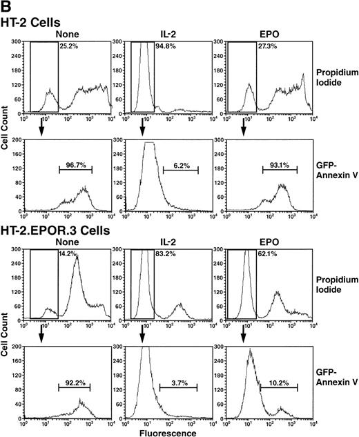 Fig. 1. (A) HT-2.EPOR cells express EPOR mRNA. Ten micrograms of cytoplasmic RNA from HT-2.EPOR.3 and HT-2 cells was separated by denaturing agarose gel electrophoresis, transferred to Zeta Probe membranes and probed with a 32P-labeled 1.2-kb DNA fragment corresponding to the EPOR extracellular domain. (B and C) The EPOR protects HT-2 cells from cell death and apoptosis. HT-2 and HT-2.EPOR.3 cells were incubated for 40 hours with no cytokine (None), 20 U/mL or indicated doses of EPO (Epo), or 10 nmol/L IL-2 (IL-2). Cells were costained with PI and Annexin-GFP and analyzed by flow cytometry.