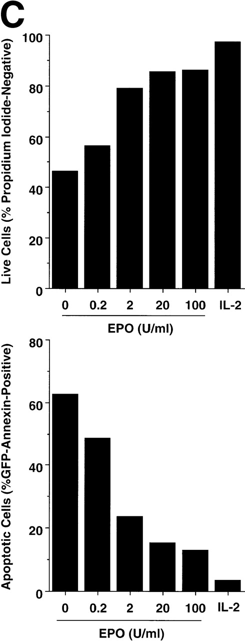 Fig. 1. (A) HT-2.EPOR cells express EPOR mRNA. Ten micrograms of cytoplasmic RNA from HT-2.EPOR.3 and HT-2 cells was separated by denaturing agarose gel electrophoresis, transferred to Zeta Probe membranes and probed with a 32P-labeled 1.2-kb DNA fragment corresponding to the EPOR extracellular domain. (B and C) The EPOR protects HT-2 cells from cell death and apoptosis. HT-2 and HT-2.EPOR.3 cells were incubated for 40 hours with no cytokine (None), 20 U/mL or indicated doses of EPO (Epo), or 10 nmol/L IL-2 (IL-2). Cells were costained with PI and Annexin-GFP and analyzed by flow cytometry.