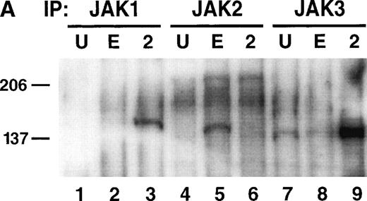 Fig. 3. EPO signaling mediates phosphorylation of JAK2 and the EPOR but not STAT-5 in HT-2 cells. (A) HT-2.EPOR.3 cells were rested and stimulated with no cytokine (U), 50 U/mL EPO (E), or 10 nmol/L IL-2 (2) and lysates were immunoprecipitated with 5 μg of antibodies to JAK1 (lanes 1 through 3), JAK2 (lanes 4 through 6), or JAK3 (lanes 7 through 9). Immunoprecipitates were separated on 8.75% SDS-PAGE, transferred to nitrocellulose, and probed with antiphosphotyrosine antibodies. Migration of molecular-weight markers is indicated. The presence of a small amount of phosphorylated JAK3 in lanes 7 and 8 is probably background phosphorylation resulting from incomplete IL-2 deprivation of the cells before restimulation with the indicated cytokines. (B) HT-2.EPOR.3 and 371.2 cells were rested and stimulated for 15 minutes with no cytokine (U), 50 U/mL EPO (E), 10 nmol/L IL-2 (2), or 10% WEHI-CM (IL-3) (3) and nuclear extracts were prepared. EMSAs were performed with 10 μg of nuclear extracts and a32P-labeled oligonucleotide corresponding to the FcγRI STAT-response element.46 Supershifts were performed by preincubating nuclear extracts with anti–STAT-5A and -5B antisera (lane 4) or preimmune rabbit sera (lane 5) for 45 minutes before the EMSA reaction. (C) HT-2.EPOR.3 cells were rested and stimulated with no cytokine (U), EPO (E), or IL-2 (2) and lysates were immunoprecipitated with antibodies to STAT-5A and -5B. Immunoprecipitates were separated on 8.75% SDS-PAGE, transferred to nitrocellulose membranes, and probed with antiphosphotyrosine antibodies. The membrane was stripped and reprobed with anti–STAT-5A and -5B antibodies. (D) 5 × 106 HT-2.EPOR.3 cells/sample or 2 × 106371.2.EPOR cells/sample were rested and incubated with no cytokine (U) or 50 U/mL EPO (E) and lysates were immunoprecipitated with anti-EPOR antibodies. Immunoprecipitates were separated by 10% SDS-PAGE, transferred to nitrocellulose, and probed with antiphosphotyrosine antibodies.