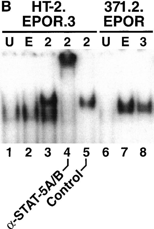 Fig. 3. EPO signaling mediates phosphorylation of JAK2 and the EPOR but not STAT-5 in HT-2 cells. (A) HT-2.EPOR.3 cells were rested and stimulated with no cytokine (U), 50 U/mL EPO (E), or 10 nmol/L IL-2 (2) and lysates were immunoprecipitated with 5 μg of antibodies to JAK1 (lanes 1 through 3), JAK2 (lanes 4 through 6), or JAK3 (lanes 7 through 9). Immunoprecipitates were separated on 8.75% SDS-PAGE, transferred to nitrocellulose, and probed with antiphosphotyrosine antibodies. Migration of molecular-weight markers is indicated. The presence of a small amount of phosphorylated JAK3 in lanes 7 and 8 is probably background phosphorylation resulting from incomplete IL-2 deprivation of the cells before restimulation with the indicated cytokines. (B) HT-2.EPOR.3 and 371.2 cells were rested and stimulated for 15 minutes with no cytokine (U), 50 U/mL EPO (E), 10 nmol/L IL-2 (2), or 10% WEHI-CM (IL-3) (3) and nuclear extracts were prepared. EMSAs were performed with 10 μg of nuclear extracts and a32P-labeled oligonucleotide corresponding to the FcγRI STAT-response element.46 Supershifts were performed by preincubating nuclear extracts with anti–STAT-5A and -5B antisera (lane 4) or preimmune rabbit sera (lane 5) for 45 minutes before the EMSA reaction. (C) HT-2.EPOR.3 cells were rested and stimulated with no cytokine (U), EPO (E), or IL-2 (2) and lysates were immunoprecipitated with antibodies to STAT-5A and -5B. Immunoprecipitates were separated on 8.75% SDS-PAGE, transferred to nitrocellulose membranes, and probed with antiphosphotyrosine antibodies. The membrane was stripped and reprobed with anti–STAT-5A and -5B antibodies. (D) 5 × 106 HT-2.EPOR.3 cells/sample or 2 × 106371.2.EPOR cells/sample were rested and incubated with no cytokine (U) or 50 U/mL EPO (E) and lysates were immunoprecipitated with anti-EPOR antibodies. Immunoprecipitates were separated by 10% SDS-PAGE, transferred to nitrocellulose, and probed with antiphosphotyrosine antibodies.