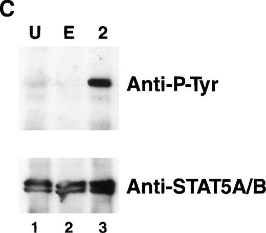 Fig. 3. EPO signaling mediates phosphorylation of JAK2 and the EPOR but not STAT-5 in HT-2 cells. (A) HT-2.EPOR.3 cells were rested and stimulated with no cytokine (U), 50 U/mL EPO (E), or 10 nmol/L IL-2 (2) and lysates were immunoprecipitated with 5 μg of antibodies to JAK1 (lanes 1 through 3), JAK2 (lanes 4 through 6), or JAK3 (lanes 7 through 9). Immunoprecipitates were separated on 8.75% SDS-PAGE, transferred to nitrocellulose, and probed with antiphosphotyrosine antibodies. Migration of molecular-weight markers is indicated. The presence of a small amount of phosphorylated JAK3 in lanes 7 and 8 is probably background phosphorylation resulting from incomplete IL-2 deprivation of the cells before restimulation with the indicated cytokines. (B) HT-2.EPOR.3 and 371.2 cells were rested and stimulated for 15 minutes with no cytokine (U), 50 U/mL EPO (E), 10 nmol/L IL-2 (2), or 10% WEHI-CM (IL-3) (3) and nuclear extracts were prepared. EMSAs were performed with 10 μg of nuclear extracts and a32P-labeled oligonucleotide corresponding to the FcγRI STAT-response element.46 Supershifts were performed by preincubating nuclear extracts with anti–STAT-5A and -5B antisera (lane 4) or preimmune rabbit sera (lane 5) for 45 minutes before the EMSA reaction. (C) HT-2.EPOR.3 cells were rested and stimulated with no cytokine (U), EPO (E), or IL-2 (2) and lysates were immunoprecipitated with antibodies to STAT-5A and -5B. Immunoprecipitates were separated on 8.75% SDS-PAGE, transferred to nitrocellulose membranes, and probed with antiphosphotyrosine antibodies. The membrane was stripped and reprobed with anti–STAT-5A and -5B antibodies. (D) 5 × 106 HT-2.EPOR.3 cells/sample or 2 × 106371.2.EPOR cells/sample were rested and incubated with no cytokine (U) or 50 U/mL EPO (E) and lysates were immunoprecipitated with anti-EPOR antibodies. Immunoprecipitates were separated by 10% SDS-PAGE, transferred to nitrocellulose, and probed with antiphosphotyrosine antibodies.