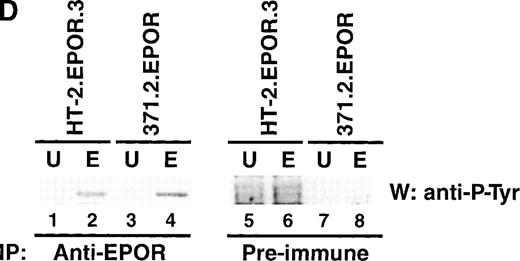 Fig. 3. EPO signaling mediates phosphorylation of JAK2 and the EPOR but not STAT-5 in HT-2 cells. (A) HT-2.EPOR.3 cells were rested and stimulated with no cytokine (U), 50 U/mL EPO (E), or 10 nmol/L IL-2 (2) and lysates were immunoprecipitated with 5 μg of antibodies to JAK1 (lanes 1 through 3), JAK2 (lanes 4 through 6), or JAK3 (lanes 7 through 9). Immunoprecipitates were separated on 8.75% SDS-PAGE, transferred to nitrocellulose, and probed with antiphosphotyrosine antibodies. Migration of molecular-weight markers is indicated. The presence of a small amount of phosphorylated JAK3 in lanes 7 and 8 is probably background phosphorylation resulting from incomplete IL-2 deprivation of the cells before restimulation with the indicated cytokines. (B) HT-2.EPOR.3 and 371.2 cells were rested and stimulated for 15 minutes with no cytokine (U), 50 U/mL EPO (E), 10 nmol/L IL-2 (2), or 10% WEHI-CM (IL-3) (3) and nuclear extracts were prepared. EMSAs were performed with 10 μg of nuclear extracts and a32P-labeled oligonucleotide corresponding to the FcγRI STAT-response element.46 Supershifts were performed by preincubating nuclear extracts with anti–STAT-5A and -5B antisera (lane 4) or preimmune rabbit sera (lane 5) for 45 minutes before the EMSA reaction. (C) HT-2.EPOR.3 cells were rested and stimulated with no cytokine (U), EPO (E), or IL-2 (2) and lysates were immunoprecipitated with antibodies to STAT-5A and -5B. Immunoprecipitates were separated on 8.75% SDS-PAGE, transferred to nitrocellulose membranes, and probed with antiphosphotyrosine antibodies. The membrane was stripped and reprobed with anti–STAT-5A and -5B antibodies. (D) 5 × 106 HT-2.EPOR.3 cells/sample or 2 × 106371.2.EPOR cells/sample were rested and incubated with no cytokine (U) or 50 U/mL EPO (E) and lysates were immunoprecipitated with anti-EPOR antibodies. Immunoprecipitates were separated by 10% SDS-PAGE, transferred to nitrocellulose, and probed with antiphosphotyrosine antibodies.