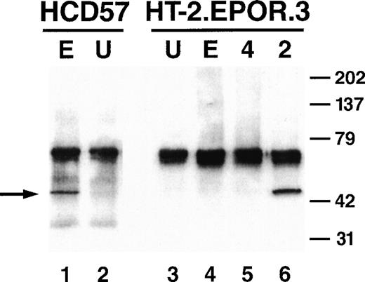Fig. 4. Absence of MAPK induction by the EPOR in HT-2 cells. HCD57 cells (lanes 1 and 2) or HT-2.EPOR.3 cells (lanes 3 through 6) were starved and stimulated with no cytokine (U), 50 U/mL EPO (E), 10 ng/mL murine IL-4 (4), or 10 nmol/L IL-2 (2). Total cell lysates were prepared and immunoprecipitated with anti-phosphoMAPK antibody. Immunoprecipitates were subjected to in vitro kinase assays with an Elk1-glutathione S-transferase fusion protein, separated by 10% SDS-PAGE, transferred to nitrocellulose, and probed with anti–phospho-Elk1 antibodies. Arrow indicates phosphorylated Elk1.