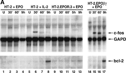 Fig. 5. (A) The EPOR fails to induce the c-fos orbcl-2 proto-oncogene mRNA in HT-2 cells. HT-2, HT-2.EPOR.3, and HT-2EPOβγ cells were incubated in media without growth factors for 15 hours and stimulated with no cytokine (U, lanes 1, 5, and 14) 50 U/mL EPO (lanes 2 through 4, 9 through 13, 15 through 17) or 10 nmol/L IL-2 (lanes 6 through 8) for the indicated time periods. Total cellular RNA was prepared, separated on a denaturing agarose/formaldehyde gel, and probed with 32P-labeled c-fos, bcl-2, orGAPD cDNA probes. (B) The EPOR fails to induce bcl-xproto-oncogene mRNA in HT-2 cells. HT-2.EPOR.3 and 371.2.EPOR cells were starved as described in (A) and stimulated with no cytokine (lane 1), EPO (lanes 2 through 4), or IL-2 (lanes 5 through 7) for the indicated time periods. RNA from 371.2.EPOR cells serves as a positive control (lane 8). RNA was prepared and blotted as in (A) and probed with a 32P-labeled bcl-x cDNA probe derived from the 5′ end of the gene.