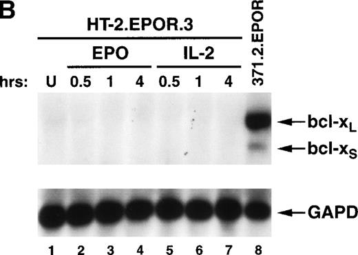 Fig. 5. (A) The EPOR fails to induce the c-fos orbcl-2 proto-oncogene mRNA in HT-2 cells. HT-2, HT-2.EPOR.3, and HT-2EPOβγ cells were incubated in media without growth factors for 15 hours and stimulated with no cytokine (U, lanes 1, 5, and 14) 50 U/mL EPO (lanes 2 through 4, 9 through 13, 15 through 17) or 10 nmol/L IL-2 (lanes 6 through 8) for the indicated time periods. Total cellular RNA was prepared, separated on a denaturing agarose/formaldehyde gel, and probed with 32P-labeled c-fos, bcl-2, orGAPD cDNA probes. (B) The EPOR fails to induce bcl-xproto-oncogene mRNA in HT-2 cells. HT-2.EPOR.3 and 371.2.EPOR cells were starved as described in (A) and stimulated with no cytokine (lane 1), EPO (lanes 2 through 4), or IL-2 (lanes 5 through 7) for the indicated time periods. RNA from 371.2.EPOR cells serves as a positive control (lane 8). RNA was prepared and blotted as in (A) and probed with a 32P-labeled bcl-x cDNA probe derived from the 5′ end of the gene.