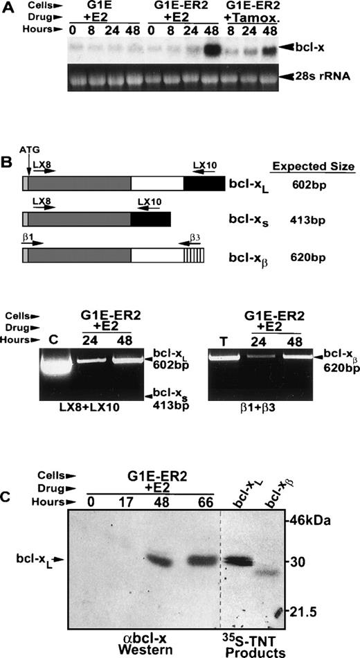 Fig. 2. Induction of bcl-xL mRNA and protein by GATA-1 in G1E-ER2 cells. G1E-ER2 and parental G1E cells were treated with estradiol (E2) or tamoxifen (Tamox) and sampled for bcl-x mRNA and protein at the indicated times. (A) Northern blot analysis using a bcl-xL cDNA probe. Each lane contains 20 μg of total RNA. (B) Expression of splice variants bcl-xL, bcl-xs, and bcl-xβ in maturing G1E-ER2 cells. The top panel shows a schematic of the various bcl-x mRNAs examined and the primers used for detection by RT-PCR. The bottom panels show the RT-PCR reactions for bcl-xL and bcl-xs (left) and bcl-xβ (right). The positive controls are bcl-xL cDNA plasmid (C) and mouse thymus cDNA (T). (C) bcl-x protein expression in G1E-ER2 cells. For Western analysis (left panel), 50 μg of protein from whole-cell lysates was fractionated on a 14% SDS polyacrylamide gel. 35S methionine-labeled in vitro transcribed/translated (TNT) bcl-xL and bcl-xβ isoforms were fractionated in adjacent lanes (right panel).
