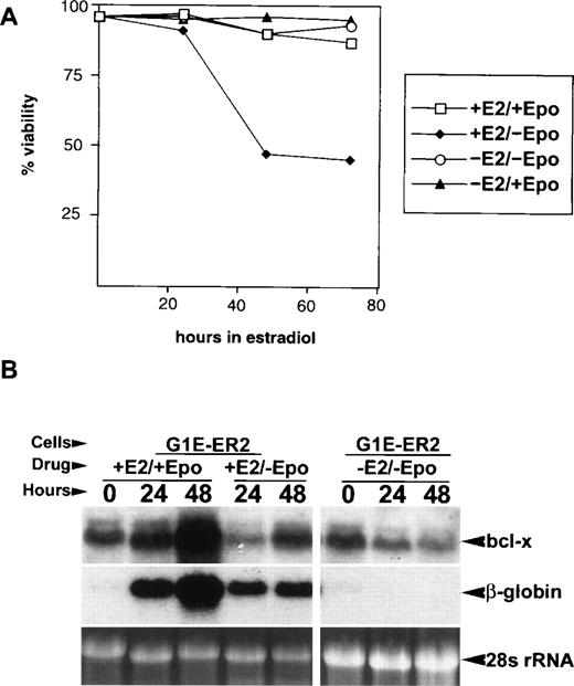 Fig. 5. Epo cooperates with GATA-1 to maximize bcl-x induction and G1E-ER2 cell viability during terminal maturation. (A) Viability of G1E-ER2 cells cultured with various combinations of Epo and E2. Live and dead cells were quantitated using calcein AM and ethidium bromide, respectively. Note that Epo is required for cell survival only during estradiol-induced terminal maturation. (B) Effects of Epo starvation on bcl-x and β-globin mRNA expression in G1E-ER2 cells. Cells were cultured with the indicated combinations of Epo and/or estradiol (E2), sampled at various times and analyzed for gene expression by Northern blotting. Note that Epo and GATA-1 can induce bcl-xL mRNA independently, although both are required for maximal expression. Each lane contains 20 μg of total RNA.