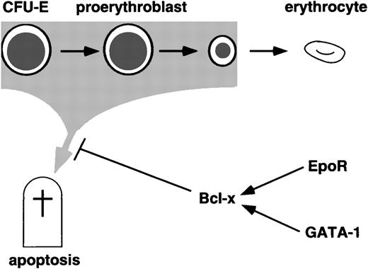 Fig. 6. Anti-apoptosis pathways during terminal erythropoiesis. GATA-1 and Epo receptor signaling both induce bcl-x mRNA, and all three genes are required for survival of maturing definitive erythroid cells.