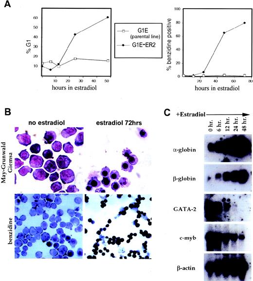 Fig. 1. Activation of conditional GATA-1 in G1E-ER2 cells triggers terminal erythroid maturation. Conditional GATA-1 was created by fusing the full-length murine cDNA to the ligand-binding domain of the human ER. G1E-ER2 cells are a clone derived from stable expression of the GATA-1/ER chimeric protein in the GATA-1−erythroid cell line, G1E. (A) Kinetics of G1 cell cycle arrest (left) and hemoglobin accumulation (benzidine staining, right) after addition of estradiol. Note that estradiol has no cell-cycle–arresting or hemoglobin-inducing effects on the G1E parental line, which does not express estradiol-inducible GATA-1. (B) G1E-ER2 cell morphology (May-Grünwald-Giemsa staining, top panels) and benzidine staining (bottom panels) before and 72 hours after addition of estradiol. Original magnification: 1,000× top panels; 400×, bottom panels. (C) Northern blot analysis of erythroid-expressed genes. Each lane contains 15 μg of total RNA.