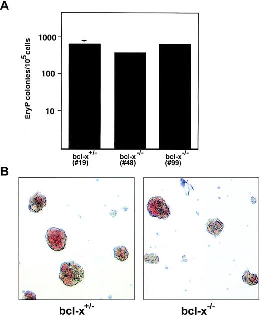 Fig. 3. Bcl-x is dispensable for normal development of primitive erythroid colonies. (A) Primitive erythroid (EryP) precursors were enumerated after secondary replating of 6-day-old embryoid bodies derived from in vitro differentiation of bcl-x+/− and bcl-x−/− ES cells. EryP colonies were generated in methylcellulose cultures containing Epo. Similar results were obtained using two independently derived bcl-x−/− ES cell clones (nos. 48 and 99). Bcl-x−/− EryP colonies shown in B are from clone no. 48. Error bars represent standard error of the mean from three separate cultures. (B) bcl-x+/− and bcl-x−/− EryP colonies exhibit similar morphologies. Five-day-old colonies are shown. Original magnification × 400.
