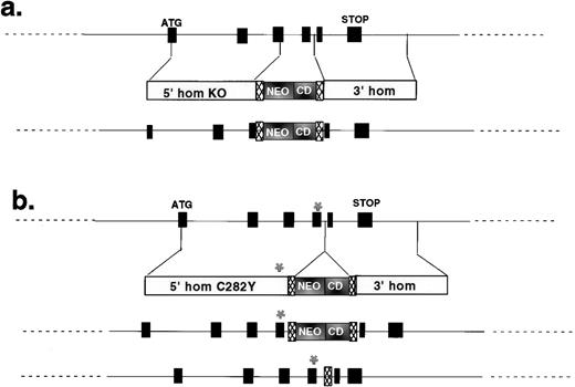 Fig. 1. Targeting constructs used to create mutant Hfealleles. The structures of the two targeting constructs are shown, with reference to the murine Hfe locus. In each case, the intron/exon structure of the genomic clone is shown on the top line, the structure of the targeting construct is shown on the second line, and the structure of the correctly targeted mutant locus is shown on the third line. Black boxes are Hfe exons. Translational start (ATG) and stop (STOP) sites are indicated. 5′ homology (5′ hom) and 3′ homology (3′ hom) regions are indicated for each targeting vector. The locations of the neomycin resistance (NEO) and cytosine deaminase (CD) cassettes are shown. Hatched boxes represent loxP sites. The asterisk (*) shows the site of codon 282. (a) Summarizes the strategy used to make the null allele; (b) summarizes the strategy used to introduce the C282Y missense mutation. The final line in (b) shows the structure of the C282Y allele after vector sequences have been removed by Cre-mediated recombination between loxP sites.