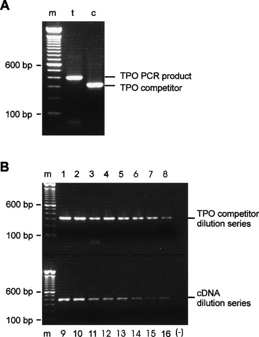 Fig. 1. Evaluation of the TPO competitor DNA. (A) PCR products after purification and reamplification. Lane t, 404-bp TPO product generated by 5′ and 3′ TPO primers; lane c, 318-bp competitor, produced by 5′ composite and 3′ TPO primers and reamplified with 5′ and 3′ TPO primers. (B) Amplification of TPO cDNA and TPO competitor cDNA over eight steps of twofold dilution appears to be linear by visual inspection. Lanes 1 through 8, TPO competitor dilution series; lanes 9 through 16, cDNA dilution series; m, 100-bp DNA ladder; (−), negative PCR control, all reagents except template.