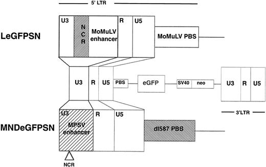 Fig. 1. Vector constructs. Vectors were constructed so that the LTR drives expression of the reporter gene for eGFP and the SV40 promoter drives expression of the gene for neomycin resistance. The 5′LTR of LeGFPSN is the MoMuLV LTR. The MND LTR is based on the MoMuLV LTR, but was modified by replacing the MoMuLV enhancer by the MPSV enhancer (M), deleting the negative control region (N) and replacing the primer binding site (PBS) of the MoMuLV by the PBS of the endogenous murine retrovirus dl587rev (D). Vectors are otherwise identical.
