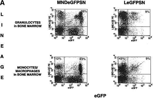 Fig. 2. FACS analysis of eGFP expression. FACS dot blots and histogram blots from a representative pair of mice are shown. (A and B) Cells from bone marrow, spleen, thymus, and blood from recipients of LeGFPSN-transduced, MNDeGFPSN-transduced, and LN-transduced (data not shown) marrow were harvested and analyzed by FACS for eGFP expression (x axis) in granulocytes (Gr-1), monocytes/macrophages (MAC-1), B cells (B220), T cells (CD4, CD8), and RBC (Ter-119). Lineage-specific staining is shown on the y-axis. Quadrant statistics give the percentage of gated events. (C) Distribution of fluorescence intensity is shown in histogram plots for LeGFPSN (dark line) and MNDeGFPSN (solid area).