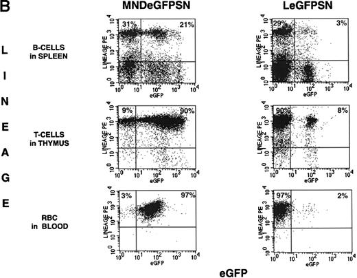 Fig. 2. FACS analysis of eGFP expression. FACS dot blots and histogram blots from a representative pair of mice are shown. (A and B) Cells from bone marrow, spleen, thymus, and blood from recipients of LeGFPSN-transduced, MNDeGFPSN-transduced, and LN-transduced (data not shown) marrow were harvested and analyzed by FACS for eGFP expression (x axis) in granulocytes (Gr-1), monocytes/macrophages (MAC-1), B cells (B220), T cells (CD4, CD8), and RBC (Ter-119). Lineage-specific staining is shown on the y-axis. Quadrant statistics give the percentage of gated events. (C) Distribution of fluorescence intensity is shown in histogram plots for LeGFPSN (dark line) and MNDeGFPSN (solid area).