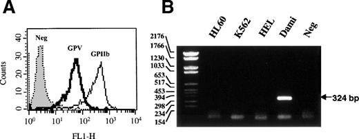 Fig. 1. Expression of GPV in Dami cells. (A) Dami cells were analyzed by flow cytometry using MoAbs against GPV (V.1) or the GPIIb-IIIa complex (ALMA.17) and FITC-conjugated goat antimouse IgG. Histograms are representative of 5,000 cells. Neg corresponds to isotype-matched negative control. (B) RT-PCR analyses were performed on total RNA from HL60, K562, HEL, and Dami cells. The GPV PCR products were identified by 2% agarose gel electrophoresis and ethidium bromide staining and neg corresponds to RT-PCR without reverse transcriptase.