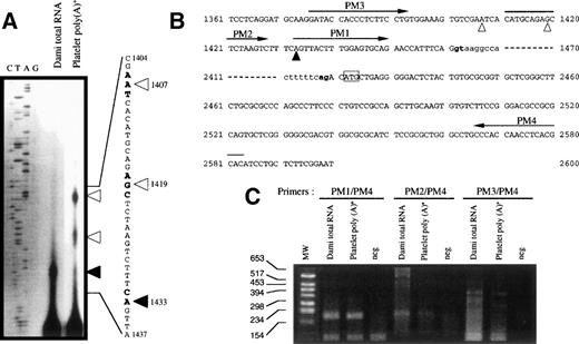 Fig. 2. Identification of the transcription start site of the human GPV gene. (A) Primer extension mapping of the 5′-ends of GPV transcripts from Dami cells and platelets (numbering according to Lanza et al45). (Bold arrowhead) start site common to platelet and Dami RNA; (open arrowheads) additional upstream sites in platelet RNA. (B) Positions of the primers used for PCR mapping are indicated by arrows: PM1 (nt 1433 to 1450), PM2 (nt 1411 to 1428), PM3 (nt 1376 to 1393), and PM4 (nt 2583 to 2566). The intron sequence is in lowercase characters and the GPV intron donor and acceptor splice sites are in bold characters. (C) RT-PCR mapping of the 5′-ends of GPV transcripts. The primer pairs defined in (B) were tested on Dami total RNA and platelet poly(A)+ RNA and neg corresponds to RT-PCR without reverse transcriptase. PCR products were identified by 2% agarose gel electrophoresis and ethidium bromide staining.