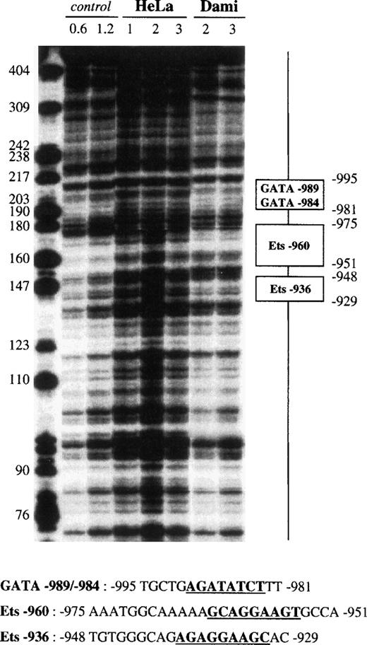 Fig. 4. DNase I footprint analysis of the GPV promoter fragment III using Dami and HeLa cell extracts. The 5′-end-labeled fragment III (nt −1119 to −633) was incubated with 50 μg HeLa or Dami nuclear extract in the presence of 2 μg poly(dIdC).poly(dIdC) and digested with 1, 2, or 3 U DNase I. Control corresponds to digestion of III with 0.6 or 1.2 U DNase I in the absence of nuclear extract. Digestion products were separated on an 8% acrylamide sequencing gel in the presence of 8 mol/L urea, and bands were compared with those of a DNA molecular weight marker (Hpa II digest of pBR-322). The protected regions are indicated on the right and named according to their homology with known transcription factor binding sites (“GATA” and “Ets” for putative binding sites for GATA and Ets transcription factors). The corresponding protected nucleotide sequences are indicated in the lower part of the figure and the consensus binding sites are underlined and in bold characters.