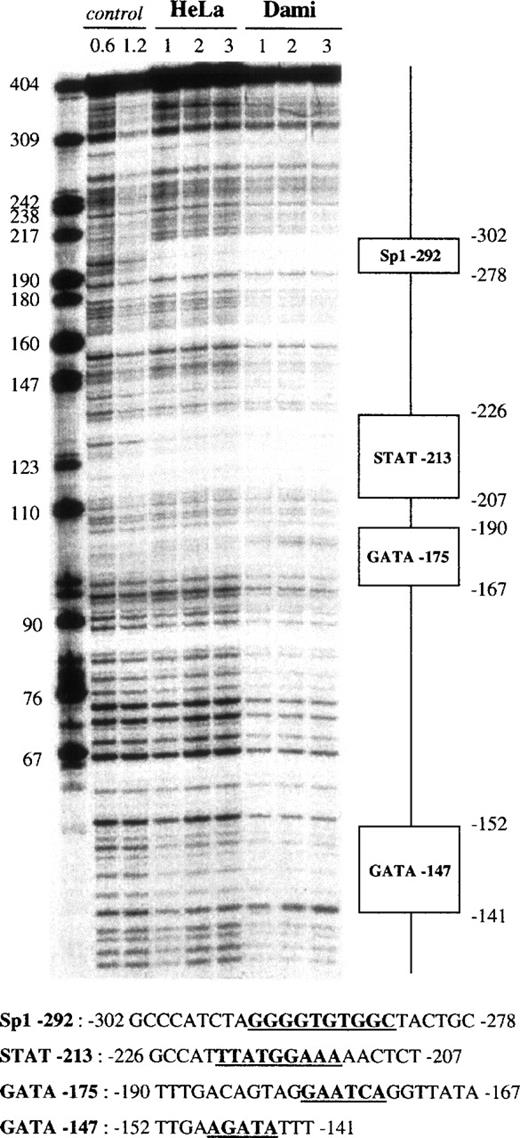 Fig. 6. DNase I footprint analysis of the GPV promoter fragment VI using Dami and HeLa cell extracts. The 5′-end-labeled fragment VI (nt −504 to −101) was analyzed as described in the legend to Fig4, using HeLa and Dami nuclear extracts. “STAT” is a putative binding site for a transcription factor of the STAT family.66