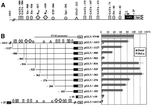 Fig. 8. Analysis of GPV gene reporter/Exonuclease III deletion constructs after transient transfection in Dami and HeLa cells. (A) Schematic representation of the −1413 to +25 5′-flanking region of the human GPV gene linked to the luciferase reporter gene (luc) in the pGL3 vector. Binding sites for transcription factors, functionally identified by DNase I footprinting or detected by sequence analysis in the case of RIIb-817, are indicated by the symbols: (▪) GATA, () Ets, (•) Sp1 family, (▴) STAT, and (⧫) sites homologous to the GPIIb repressor. (B) On the left is a schematic diagram of the different constructs: (upper) a control SV40 promoter construct (pGL3/SV40) used to set the 100% standard activity; (middle) progressive 5′ to 3′ deletions of the −1413/+25 construct; and (lower) an inverted construct (pGL3/−1413R) of the −1413/+25 segment. On the right, the luciferase activities of the constructs transfected into Dami (shaded histograms) or HeLa cells (open histograms) are given as percentages of the control (pGL3/SV40) activity. Values were corrected for transfection efficiency by cotransfection with a sea pansy/luciferase construct under the control of the thymidine kinase promoter. Points are the mean ± SEM of at least 3 experiments performed in triplicate.