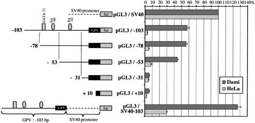 Fig. 9. Reporter deletion studies of the GPV −103/+25 region. On the left is a schematic diagram of the GPV promoter/luciferase constructs. Sequential deletions of pGL3/−103 progressively removed the GATA-71/Ets-66 and Ets-42 domains and the luciferase activity was tested after transfection into Dami and HeLa cells. The pGL3/−103 construct containing the 103-bp flanking region upstream of the firefly luciferase gene is the same as in Fig 8B and had 64% activity as compared with pGL3/SV40. The lower construct (pGL3/SV40-103), which corresponds to the 103-bp flanking region of GPV linked to pGL3/SV40, was used to search for enhancer activity. On the right, the luciferase activities of the different constructs transfected into Dami and HeLa cells are given as percentages of the control (pGL3/SV40) activity. Cotransfection with a sea pansy/luciferase construct was used to normalize for transfection efficiency, and points are each the mean ± SEM of at least 3 experiments performed in triplicate.