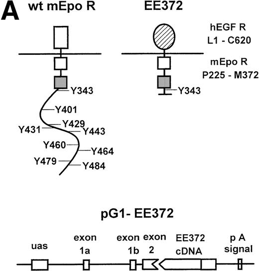 Fig. 1. The hEGF receptor (hEGF R)-murine Epo receptor (mEpo R) chimera, GATA-1 gene-derived transgenic expression vector, and integration of pG1-EE372 in transgenic mice. (A) Diagrammed are the wild-type (wt) murine Epo receptor and the minimal chimeric construct EE372. In EE372, the extracellular domain is that of the human EGF receptor, and the murine Epo receptor cytoplasmic domain is truncated to delete 7 of 8 sites of tyrosine (Y) phosphorylation. Also diagrammed is the GATA-1 gene-derived vector used to express EE372 in transgenic mice (pG1-EE372). uas, upstream activating sequence. pA, polyadenylation signal. (B) Southern blot analyses shown are for representative litters from f3 and f4 generations. Indexed areBgl II products from the endogenous Epo receptor gene and the pG1-EE372 transgene.