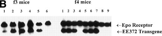 Fig. 1. The hEGF receptor (hEGF R)-murine Epo receptor (mEpo R) chimera, GATA-1 gene-derived transgenic expression vector, and integration of pG1-EE372 in transgenic mice. (A) Diagrammed are the wild-type (wt) murine Epo receptor and the minimal chimeric construct EE372. In EE372, the extracellular domain is that of the human EGF receptor, and the murine Epo receptor cytoplasmic domain is truncated to delete 7 of 8 sites of tyrosine (Y) phosphorylation. Also diagrammed is the GATA-1 gene-derived vector used to express EE372 in transgenic mice (pG1-EE372). uas, upstream activating sequence. pA, polyadenylation signal. (B) Southern blot analyses shown are for representative litters from f3 and f4 generations. Indexed areBgl II products from the endogenous Epo receptor gene and the pG1-EE372 transgene.