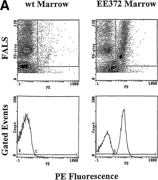 Fig. 3. Expression of EE372 receptors on adult erythroid progenitor cells expanded ex vivo. (A) Using conditions developed by Panzenbock et al,40 erythroid progenitor cells were expanded from the marrow of transgenic (EE372) and control mice (wt, wild-type). EE372 expression was assayed using an antibody specific to the hEGF receptor extracellular domain. PE, phycoerythrin fluorescence intensity. FALS, forward angle light scatter. (B) Example estimate of EE372 receptor densities. Phycoerythrin molecular equivalent microbeads were used to generate a calibration profile (3,800, 12,000, 34,000, 124,000, and 300,000, reading left to right). This profile (and regression analyses) then were used to estimate EE372 receptor densities on marrow cells expanded ex vivo (see inset).
