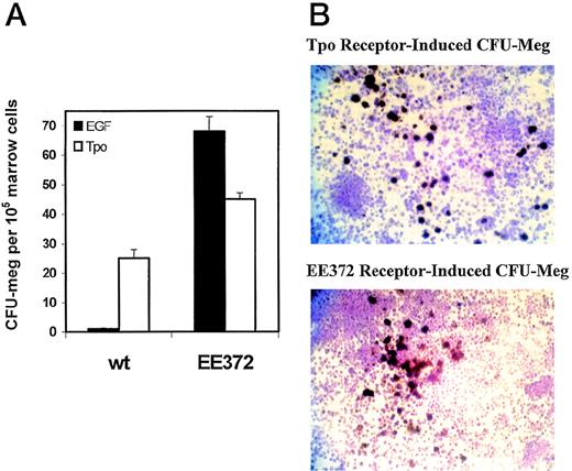 Fig. 5. EE372 mediates hEGF-dependent megakaryocyte colony formation. Bone marrow cells from adult nontransgenic control (wt, wild-type) and EE372 transgenic mice were used to test the ability of hEGF and EE372 to support CFU-meg colony formation. (A) Cultures were exposed to either hEGF (EGF, solid histograms, 20 ng/mL) or Tpo (open histograms, 50 ng/mL) in the presence of IL-3 (10 mg/mL). At day 7, acetylcholinesterase-positive CFU-meg colonies were scored (mean values ± standard error for n = 4 replicate assays). In this experiment, numbers of Tpo-induced colonies appear to be greater for the EE372 mouse. However, this effect was not observed in repeated independent analyses. (B) Shown are the similar morphologies of acetylcholinesterase-positive (brown) CFU-meg colonies propagated from EE372 mice in the presence of Tpo (top panel) or hEGF (lower panel).