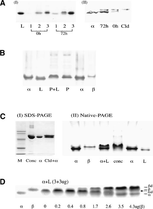 Fig. 3. (A) (I) Native-PAGE of aliquots of fractions 1, 2, and 3 (Fig 2B) from 0- and 72-hour incubations of plasma at 37°C. Bands with the characteristic fast mobility of both the latent and cleaved forms of antithrombin are seen faintly in the 0-hour sample and strongly in the 72-hour sample. (II) Western blot of SDS-PAGE of the eluted band 1 and an intact normal control () shows the predominant presence of intact antithrombin in the 72-hour sample with the presence of some cleaved (Cld) antithrombin at 0 and 72 hours. The combined results (I) and (II), together with the absence of inhibitory activity, confirm the identity of the latent component. (B) Western immunostaining of a native PAGE of plasma shows that normal plasma (P) has a major band that aligns with -antithrombin standards (). The addition of latent antithrombin (L) in near equimolar proportions to the control plasma (P + L) fails to show the presence of the free latent band, but results in a quantitative shift of the major band from the position to the characteristic slower mobility of the /latent heterodimer. (C) Commercial antithrombin concentrate. (I) SDS-PAGE confirms that the concentrate (conc) described in Chang and Harper12 has a single major component with the molecular weight of intact antithrombin. (II) Native PAGE illustrates how the electrophoretic mobility of the concentrate could be readily mistaken for that of active -antithrombin; alignment with an + L standard (with excess ) confirms that the concentrate is predominantly /latent dimer. (D) Native PAGE showing addition of increasing amounts of β-antithrombin (to 4.3 μg) to preformed -dimer (3 μg latent:3 μg , with incubation for 5 minutes) to give complete displacement of the -antithrombin with formation of the β-dimer (βd). The position of the -dimer (d) is indicated by the dotted arrow.