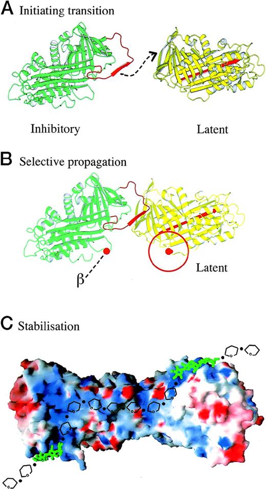 Fig. 4. Ribbon depictions of current crystallographic structures of antithrombin showing the sequential conformational changes in antithrombin leading to the exacerbation of loss of inhibitory activity by dimerization. (A) Initiation by irreversible transition from 5-stranded (β-sheet A) active antithrombin (left), with insertion of the reactive site loop (red), to give the inactive 6-stranded latent form (right). The transition is accelerated at increased body temperature particularly in the presence of conformationally destabilizing mutations. Apposition of the 2 forms, as shown, results in the induction of β-strand conformation in the reactive site loop of the active inhibitory molecule with immediate linkage to the vacated strand in the C-sheet of the latent molecule. (B) The absence of a carbohydrate sidechain at Asn135 in β-antithrombin (β - - -) at the interface of the 2 molecules explains the preferential linkage by the latent molecule to the β-isoform. The radius of the negatively charged carbohydrate is indicated in red on the latent molecule. (C) The crystallographic (charge-contour) structure of the dimer complexed with the core pentasaccharide of heparin (green) demonstrates how full-length heparin (modelled yellow) can link the 2 molecules through a continuous cationic (blue) site to stabilize the dimer. Crystal structures shown are of dimers of latent and -antithrombin (PDB 1ant, 2ant) at 2.6Å and complexed with heparin pentasaccharide at 2.9Å (PDB 1aZx) plus the completed (but awaiting publication) structure of dimeric β-antithrombin at 2.6Å. (Figures were prepared by T.R. Dafforn, A.M. Lesk, and L. Jin, using MOLSCRIPT34 and GRASP.35 Figures are adapted and reprinted from Current Opinion in Structural Biology, Volume 8, R. W. Carrell and B. Gooptu, Conformational changes and disease—Including Serpins, Prions, and Alzheimer’s, page 799, Copyright 1998, with permission from Elsevier Science.27)