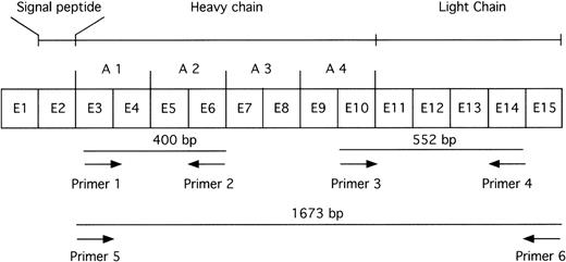 Fig. 1. Strategy for PCR amplification of human FXI mRNA. The FXI cDNA is encoded by 15 exons. Three sets of oligonucleotide primers (Table 1) were designed to amplify a 400 bp fragment from exons 3 to 6 of the heavy chain (primers 1 and 2), a 552 bp fragment from exons 10 to 14 of the C-terminus of the heavy chain and the catalytic light chain (primers 3 and 4), and a 1,673 bp fragment from exons 3 to 15 covering the coding region for the mature plasma protein (primers 5 and 6). A1 to A4 designate the four apple domains of the heavy chain; E, exon.