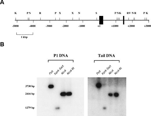 Fig. 1. Structure of the mvWF promoter. (A) Restriction map of an 8-kb region of the mvWF gene is shown. Exons I and II are depicted as thick and thin solid boxes, respectively. Introns and upstream promoter sequence are represented by thin lines. Restriction enzymes areKpn I (K), Pst I (P), Nco I (N), EcoRI (R), Xba I (X), Sac I (S), and EcoRV (RV). The numbers shown are relative to the start site of transcription. (B) Restriction fragments of P1 DNA or DNA derived from the tail of E129 mice were resolved on 0.8% agarose gel, transferred to a nylon membrane, and then hybridized with a 32P-labeled probe derived from sequences within the first exon.