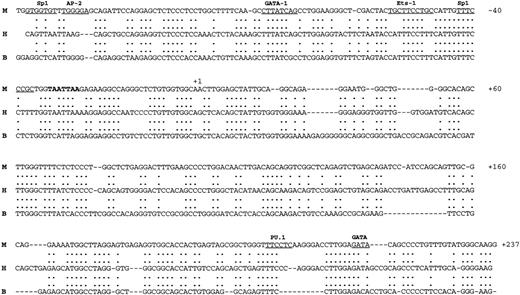 Fig. 2. Nucleotide sequence of the mvWF promoter. Alignment of the 5′ flanking region and first exon of the mouse, human, and bovine vWF genes. The numbers of the nucleotide sequence relative to the start site of transcription are on the right. The transcriptional start site is marked as +1. The TATA box is in bold. Potential consensus sites for DNA-binding proteins in the 5′ flanking region and first exon are underlined. The upper strand represents the mouse sequence (M), the middle strand the human sequence (H), and the lower strand the bovine sequence (B).