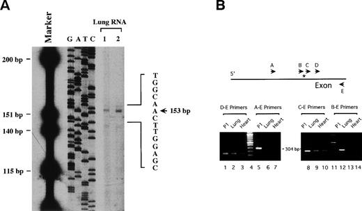Fig. 3. Determination of the transcriptional start site of the mvWF gene. (A) In primer extension assays, purified total RNA from mouse lung tissue (lanes 1 and 2) was used as template. Primer extension analysis was performed using a 32P-labeled antisense oligonucleotide spanning the region between +114 and +153 and AMV reverse transcriptase. DNA size markers and a dideoxy sequencing reaction of mvWF-pUC19-5 generated with the same primer are included on the left. The arrow indicates the start site of transcription. (B) In RT-PCR analyses, first-strand cDNA synthesis and PCR reactions were performed with total RNA from mouse lung (lanes 2, 6, 9, and 12) and heart (lanes 3, 7, 10, and 14) tissue. P1-7910 DNA template was included as a positive control (lanes 1, 5, 8, and 11). A 100-bp DNA ladder is shown in lanes 4 and 11. The location of the primers relative to the transcriptional start site (depicted by an asterisk) is shown above. The primer sequences are described in Materials and Methods. PCR-generated fragments from cDNA were obtained only with primer sets D-E (144 bp) and C-E (232 bp).