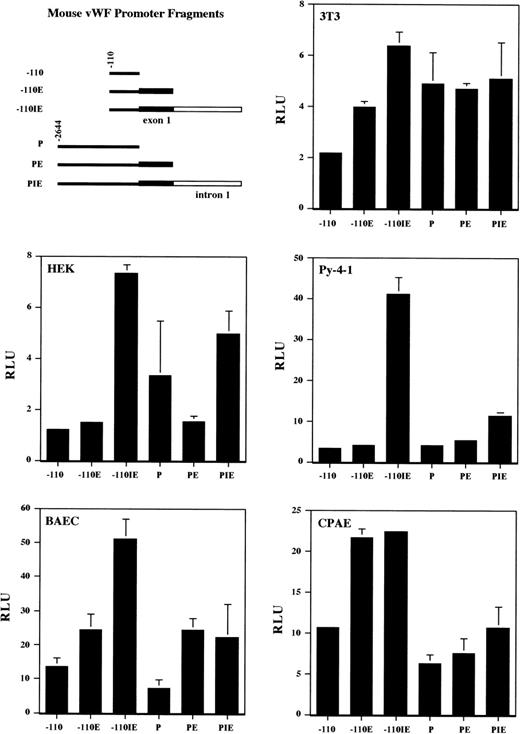Fig. 4. Promoter activity of the mvWF 5′ flanking region, first exon, and first intron in various cell lines. The mvWF promoter fragments were coupled to the luciferase reporter gene and named according to the scheme shown (upper left). Nonendothelial cells (NIH 3T3 and HEK) and endothelial cells (Py-4-1, CPAE, and BAEC) were transiently transfected with the mvWF luciferase constructs and harvested 24 hours later for luciferase activity. The results show the mean and standard deviation of luciferase light units obtained in triplicate from 1 representative experiment. More than 3 independent experiments were performed with each cell line. Luciferase light units are corrected both for transfection efficiency (as described in Materials and Methods) and for the activity of a promoterless PGL2-Basic vector.