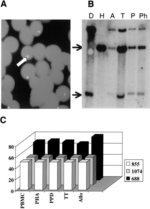 Fig. 5. Detection of donor and host cells after in vitro responses to different stimuli. (A) A representative FISH analysis performed on PBMCs of UPN688 after culture with PPD. The arrow indicates the biotinylated pY3.4 probe complementary to a part of Y chromosome, showing the presence of some recipient cells. (B) RFLP-VNTR analysis performed on PBMCs of the donor (D) and the respective recipient UPN855 (H) pretransplant, on PBMCs of the host after culture with cells of a third party (A), and on the PBMCs of the same transplanted recipient after in vitro culture with TT (T), PPD (P), and PHA (Ph). The top arrow indicates the presence of recipient cells and the bottom arrow indicated the presence of donor cells. (C) Data summary in which the y-axis shows the percentage of donor cells evaluated by FISH or RFLP-VNTR and the x-axis shows the different samples analyzed before (PBMC) and after (PHA, PPD, TT, and Allo) in vitro culture. Different color bars refer to the 3 different patients (see legend).