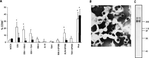 Fig. 4. Induction of CD95 in T cells by EBV and purified gp350. (A) Affinity-purified T cells were incubated at 1 × 106 T cells/200 μL for 2 hours on ice with 1/10 vol of mock virus, 1/10 vol of purified Akata virus, or 1/10 vol of purified Akata virus that was previously incubated on ice for 1 hour with either 1 μg/mL 72A1 or 858-3 antibody. Cells were washed 2 times with cold PBS and cultured for 24 hours. Cells were stained with FITC-conjugated CD95 MoAb and PE-conjugated antihuman CD4 MoAb (□) or antihuman CD8 MoAb (▪). Purified T cells (2 × 105/200 μL) were cultured for 18 hours with either plate-bound anti-gp350/220 MoAbs 72A1, 2L10, control MoAb 858-3, antibody-gp350 complexes, or PHA. Cells were stained with FITC-conjugated anti-CD95 MoAb and PE-conjugated antihuman CD4 MoAb or antihuman CD8 MoAb. CD95 expression in medium-treated CD4+ and CD8+ T cells for the 3 separate donors was subtracted during analysis and the mean CD95 percentage positive cells ± SD was plotted. Statistically significant values after analysis by the Student’s t-test are designated by an asterisk. (B) Purified Akata virus used in the EBV stimulation experiments is shown (original magnification × 86,500). (C) The purified gp350 used in the formation of the antibody-gp350 complexes was resolved in a 6.5% gel by sodium dodecyl sulfate-polyacrylamide gel electrophoresis (SDS-PAGE) and silver stained.