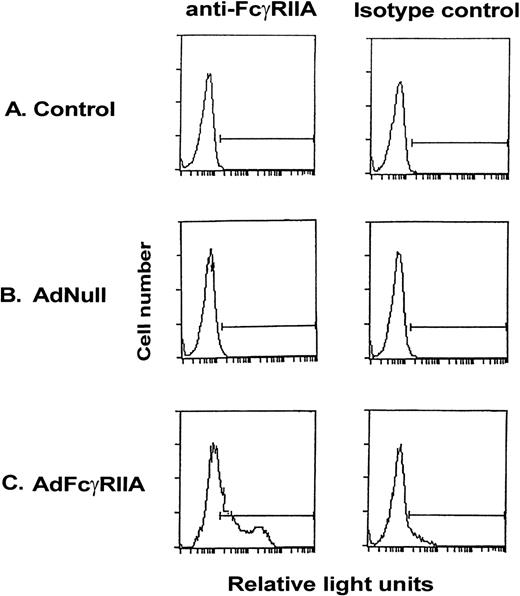 Fig. 1. Expression of FcγRIIA on the surface of primary rat hepatocyte cultures after Ad vector-mediated gene transfer of FcγRIIA cDNA. Primary hepatocytes were infected with AdFcγRIIA and AdNull at 10 moi. After 48 hours, cells were incubated with anti-FcγRIIA monoclonal antibody for 30 minutes, washed, and labeled with FITC-conjugated goat antimouse F(ab′)2 IgG for 30 minutes, washed, and fixed in 1% paraformaldehyde. Isotype-matched controls were used for all reactions. Shown is flow cytometry of (A) naive controls, (B) AdNull-infected cells, and (C) AdFcγRIIA-infected cells.