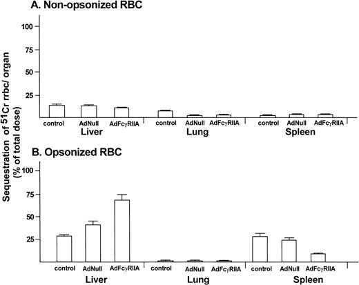 Fig. 5. Organ sequestration of radiolabeled RRBC after in vivo Ad-mediated FcγRIIA cDNA gene transfer. Sprague-Dawley rats were administered AdFcγRIIA or AdNull intravenously (109 pfu). After 48 hours, 51Cr-labeled opsonized (IgG-coated) RRBC or nonopsonized RRBC as controls were injected intravenously. After 120 minutes, the liver, lung, and spleen were removed and homogenized. Total radioactivity of the organs, measured in a gamma scintillation counter, is presented as a percentage of the total dose of injected radioactivity (dpm). (A) Organ sequestration after administration of nonopsonized RRBC. (B) Organ sequestration after administration of opsonized RRBC. Shown are mean percentages with standard errors from 4 animals in the control group, 6 animals in the AdNull-infected group, and 4 animals in the AdFcγRIIA-infected group.