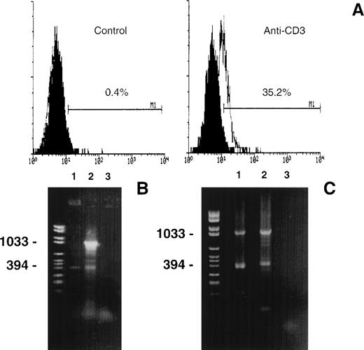 Fig. 1. (A) FasL expression in 3DO cells. Cells were incubated for 15 hours in 96-well plates with medium alone (control) or coated with anti-CD3 MoAb (1 μg/mL). T cells were stained with an antimouse FasL MoAb and an antihamster-FITC. The number shows the percentage of positive cells calculated by Lysis II. Fluorescence intensity versus cell number. (B) RT-PCR analysis of the mouse FasL mRNA transcripts. First-strand cDNA prepared from untreated (line 1) or anti-CD3–treated (line 2) 3DO cells were subjected to PCR with the primers 1 and 2 shown in Fig 2A. A negative control, without cDNA template, was also performed (line 3). The PCR products were separated by electrophoresis on 1.5% agarose gel and stained with ethidium bromide. Marker VI was run for comparison (left line). (C) PCR products obtained using as template the PCR product (0.04 μL) of the experiment shown in (B). Line 1, forward, primer 1, reverse, primer 3; line 2, forward, primer 1, reverse, primer 2; line 3, negative control. The primers are shown in Fig 2A. Marker VI was run for comparison (left line).
