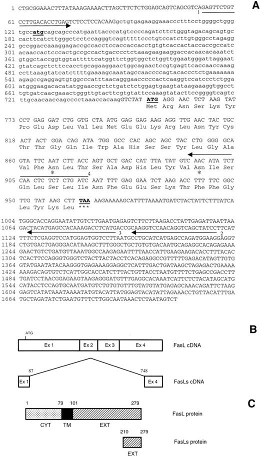 Fig. 2. (A) FasL and FasLs nucleotide sequences and predicted amino acid sequence of mouse FasLs. The deleted sequence is shown in small letters. The asterisks indicate possible glycosylation sites. (B) Schematic representation of FasL and FasLs cDNA. (C) Schematic representation of FasL and FasLs protein. Arrows indicate the primers used to clone FasLs and to clone the probe used for RNase protection.