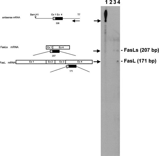 Fig. 3. Expression of FasLs and FasL mRNA in 3DO cells. RNase protection analysis was performed as described in Materials and Methods. Probe includes a portion of exon 1 and a portion of exon 4. On the left, the fragment that the antisense probe would protect upon single-strand specific RNase digestion is shown schematically. Line 1, undigested probe; line 2, probe digested after hybridization with 30 μg tRNA; line 3, probe digested after hybridization with 30 μg RNA from 3DO cells; line 4, probe digested after hybridization with 30 μg RNA from anti-CD3–stimulated 3DO cells. The basepair length reported on the right was derived from a sequencing reaction.
