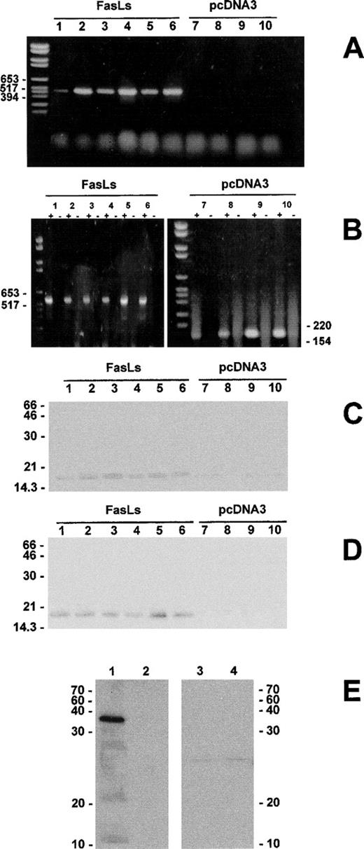 Fig. 4. Expression of exogenous FasLs in transfected 3DO cells. The FasLs transfection was controlled by RT-PCR using as primer forward the T7 eukaryotic and as primer reverse the n. 3 shown in Fig 2A or using as primer forward the T7 eukaryotic and as primer reverse the SP6 eukaryotic. Each RT-PCR reaction (+) was controlled by using the respective RNA without the addition of reverse transcriptase (−) (B). The FasLs transfection was also controlled by immunoprecipitation with anti-FasL–COOH Ab of cell lysates (C) and supernatants (D). Western blotting of the GST-FasLs fusion protein. Ten micrograms of GST-FasLs (lines 1 and 3) or GST (lines 2 and 4) was resolved by electrophoresis in a 12% gradient polyacrylamide gel (E). Proteins were analyzed by Western blotting using the anti-FasL–COOH Ab (lines 1 and 2) or the anti-FasL MoAb (clone MTL4, lines 3 and 4) as described in Materials and Methods.