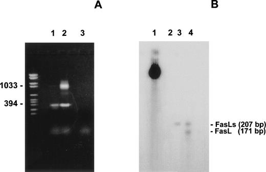 Fig. 7. (A) PCR products obtained using as template cDNA prepared from untreated or anti-CD3–treated mouse spleen cells. Line 1, untreated spleen cells; line 2, spleen cells incubated overnight with anti-CD3 MoAb (1 μg/mL); line 3, negative control. The primers 1 (forward) and 2 (reverse) are shown in Fig 2B. RNase protection analysis of FasL and FasLs mRNA expression from nonactivated and anti-CD3–activated spleen cells. Each line was loaded with 30 μg of total RNA. Line 1, undigested probe; line 2, tRNA; line 3, nonactivated spleen cells; line 4, activated spleen cells.